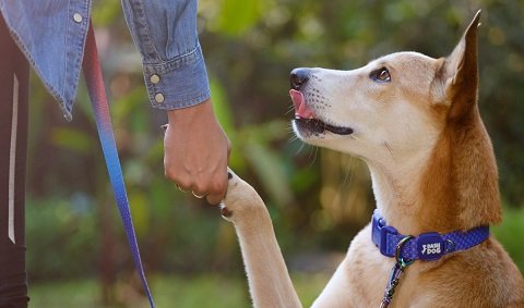 Unleash Your Dog’s Potential: The Top Dog Leads for Every Adventure