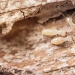 Effective Termite Prevention Tips