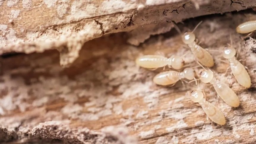 Effective Termite Prevention Tips